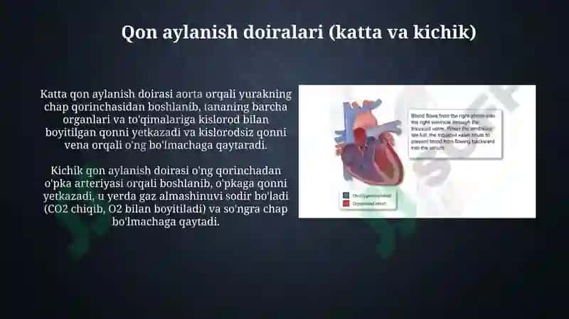 Qon aylanishining ahamiyati yurak tuzilishi 6