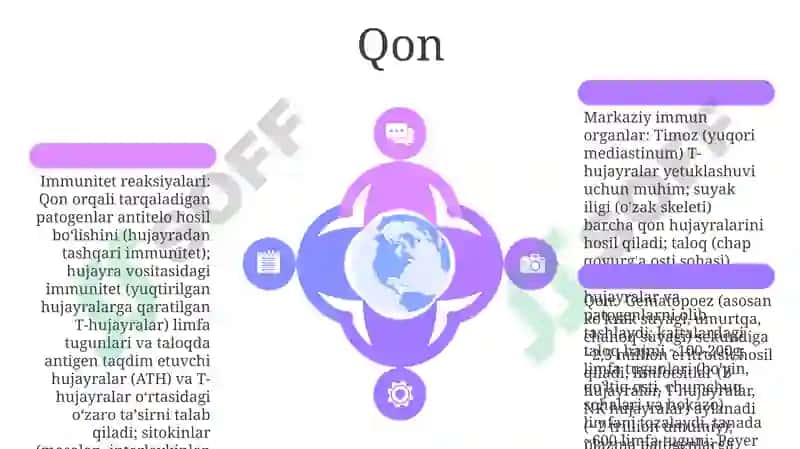 Timus 6