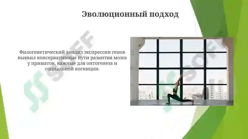 Онтофилогенетические развитие у человека 6
