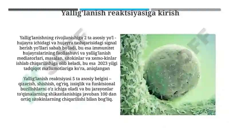 Limfotsitopoezning xususiyatlari 6