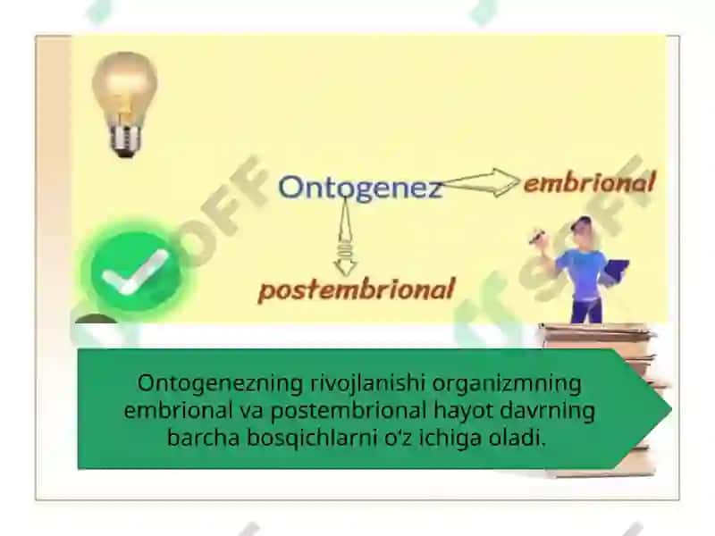 Ontogenezning ilk bosqichlari 6
