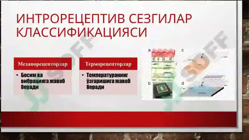 Сезгилар клаcсификацияси 6