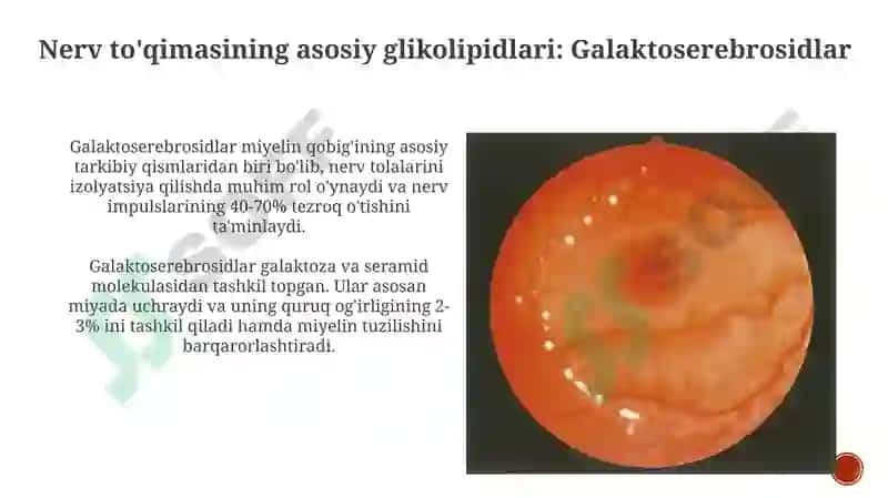 Nerv to'qimasining asosiy glikolipidlari 6