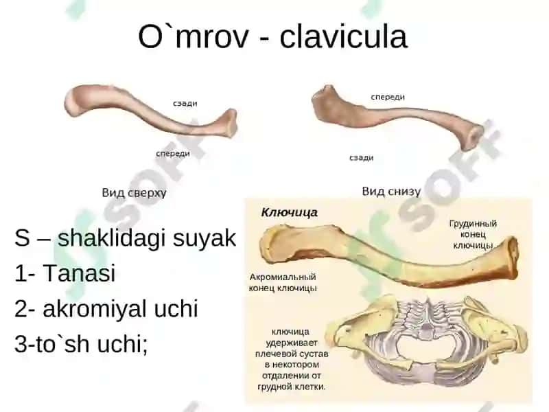 Gavda skelet. Bosh skeleti, gavda skeletining suyaklari 6