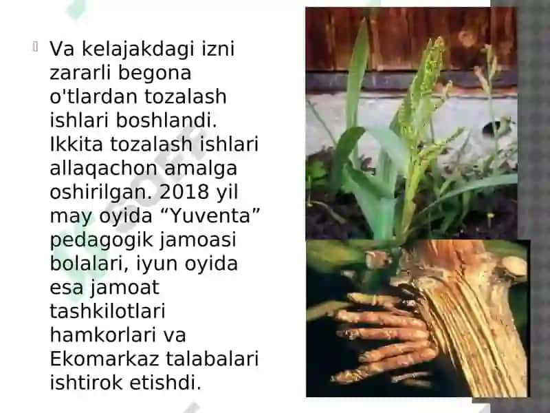 O’zbekistonning adventiv o’simliklari 6