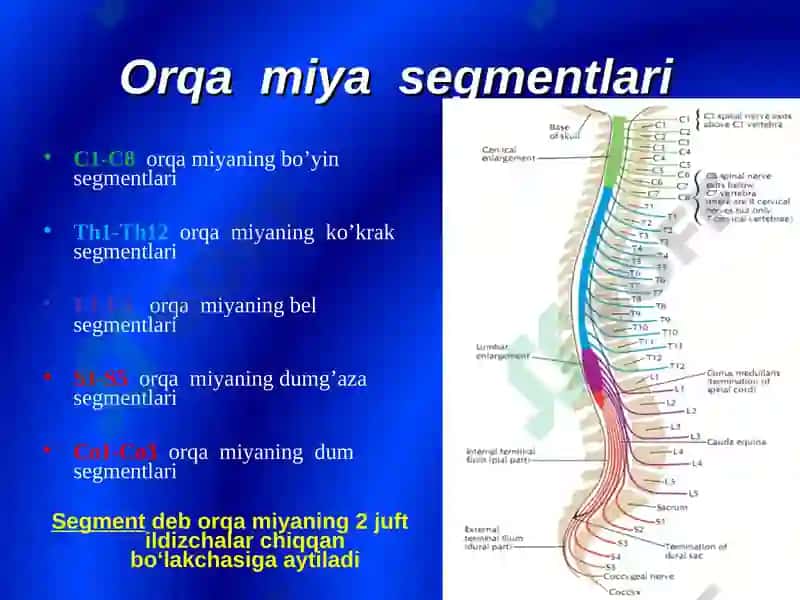 Bosh miya orqa miya nervlarining tuzilishi va vazifalari 6