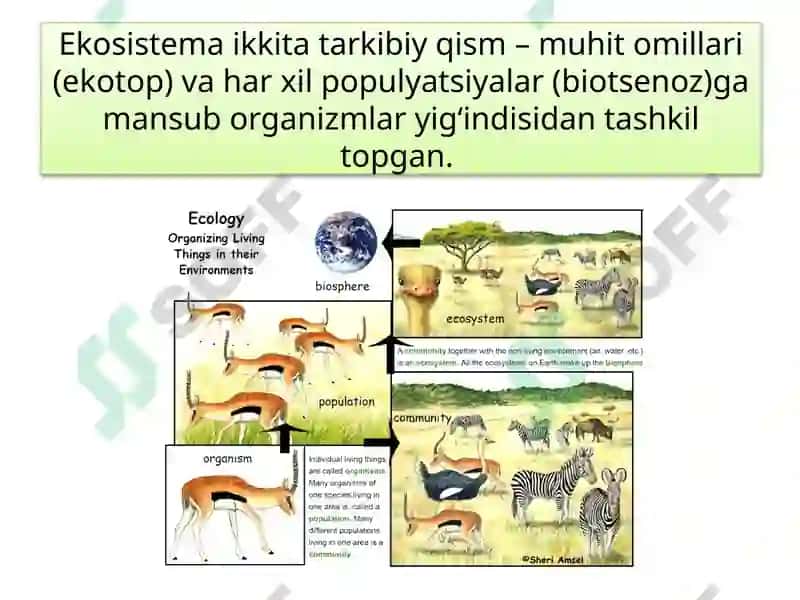 Ekosistemalardagi o‘zaromunosabatlar 6