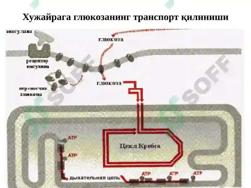 Углеводлар ҳазмланиши ва сўрилиши 6