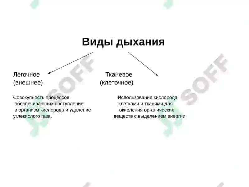 Система органов дыхания 6