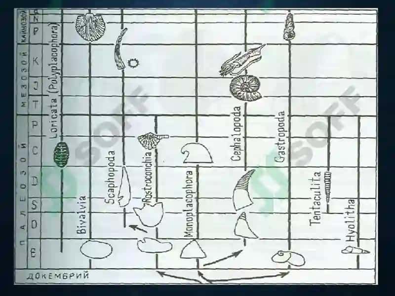 Mollusca – моллюскалар типии 6