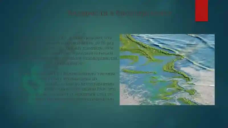 Значение водорослей 6