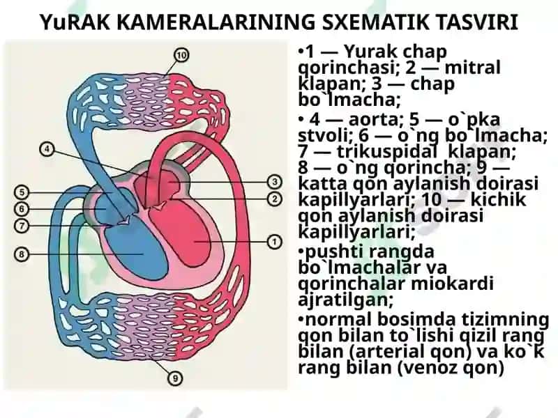 Yurak orttirilgan nuqsonlari 6