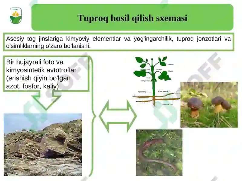 Tuproq gigienasi 6