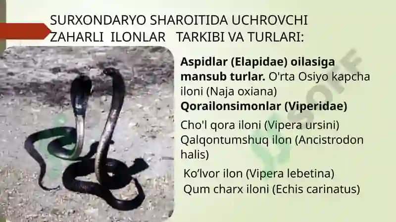 Sudralib yuruvchilar (Reptilia) sinfi 6