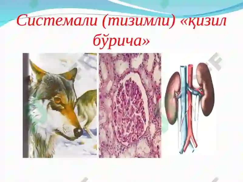 Факультетва госпиталтерапия, нефрология ва гемодиализ 6
