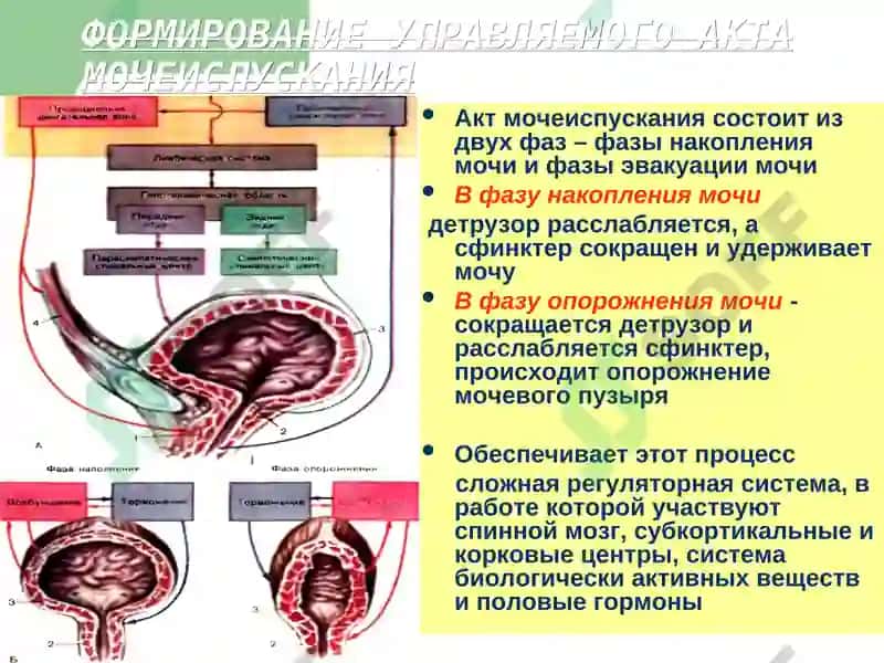 Энурез у детей 6