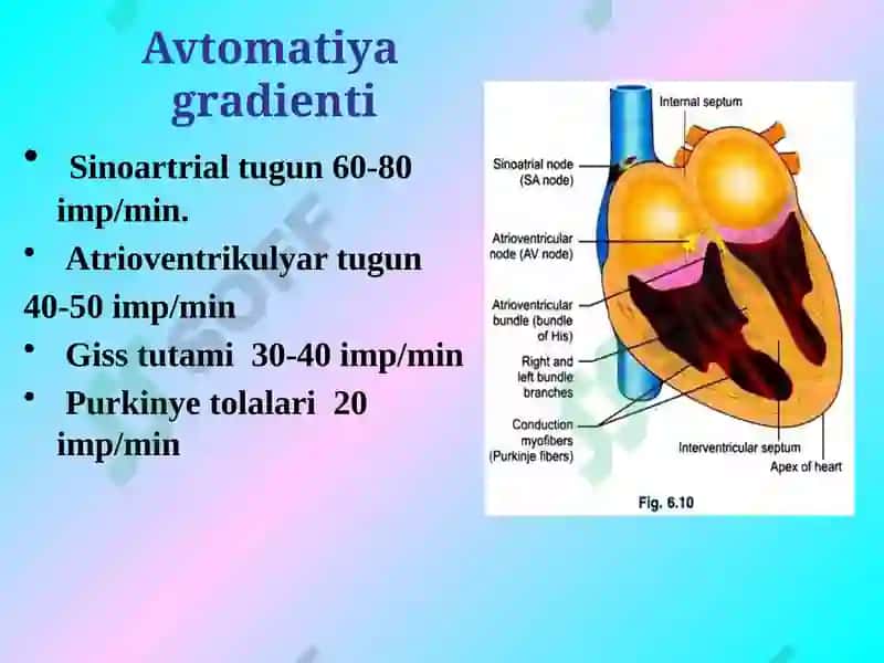 Yurak mushaklarining fiziologik vazifalari normal EKG 6