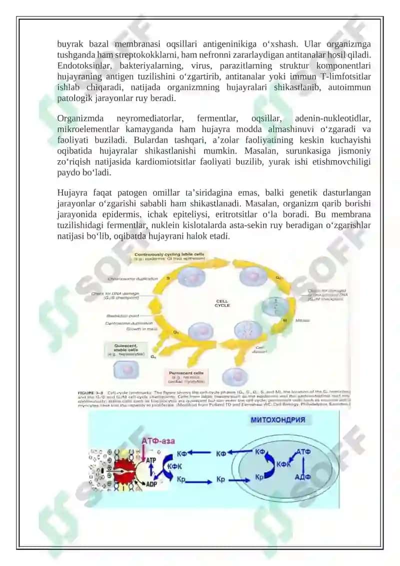 Hujayra patofiziologiyasi 6
