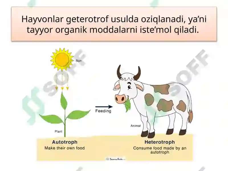 HAYVONOT DUNYOSI 6