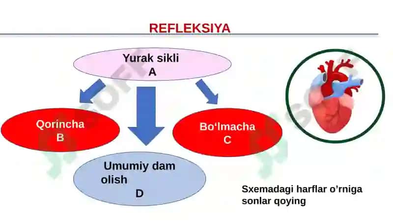 QQON TOMIRLARI.QON AYLANISH SISTEMASI dars ishlanma 6