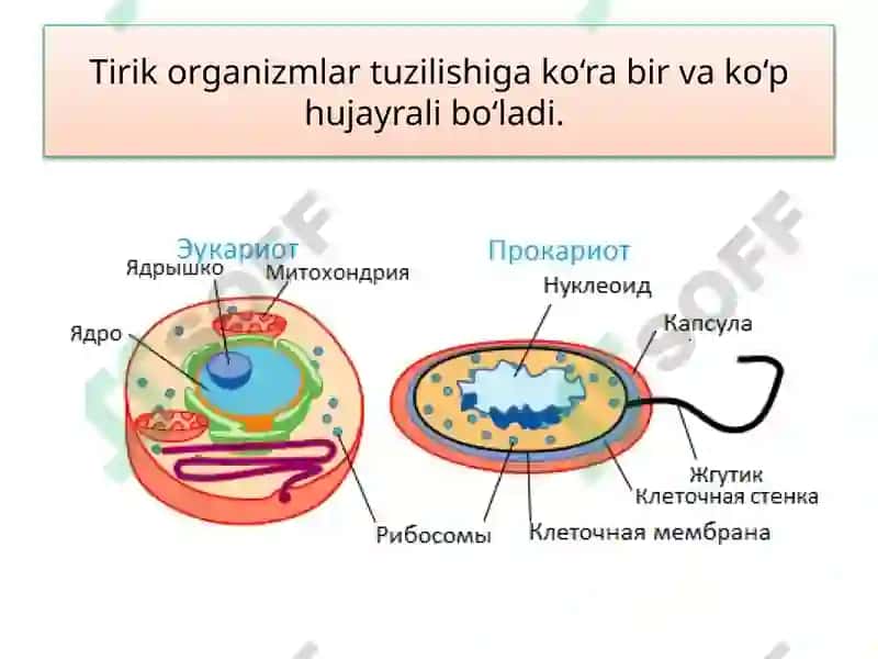 Tirik Organizmlarning Tuzilishi 6