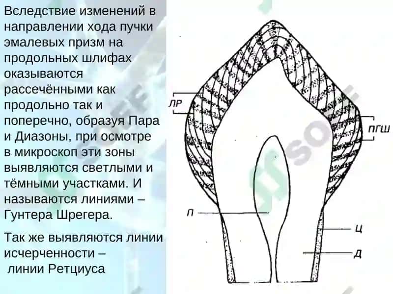 Структура тканей зуба 6