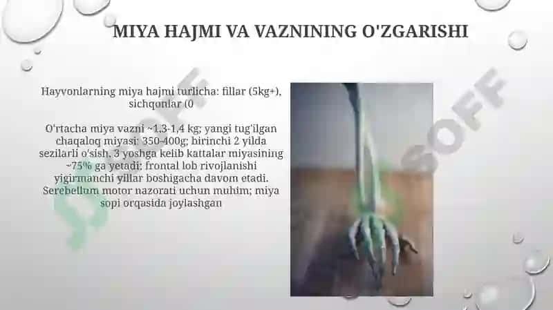 Miyacha rivojlanish anatomiyasi 6