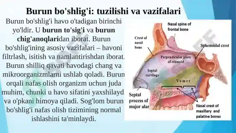 NAFAS OLISH ORGANLARINING TUZILISHI 6