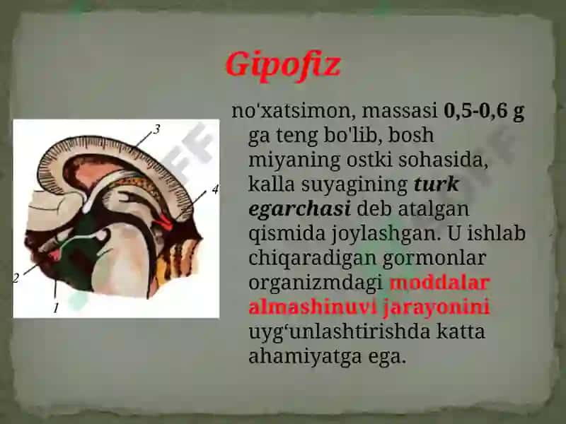 Ichkisekretsiya bezlarining yosh hususiyatlari 6