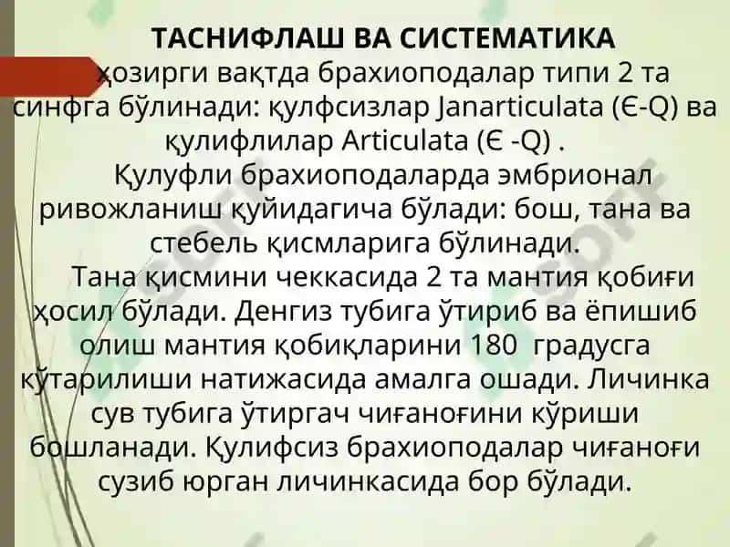 Брахиоподалар 6