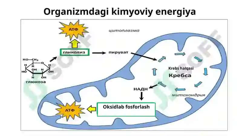 Termodinamika. Kimyoviy reaksiyalar kinetikasi 6