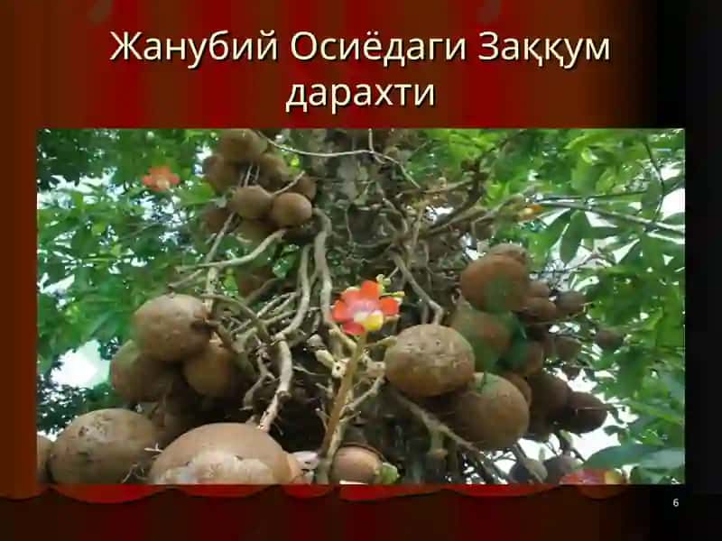 Евросиё материги тўғрисида слайдлари 6