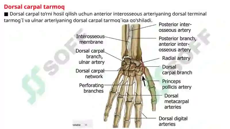 Radial arteriya, Ulnar arteriya, Qo’l venalari. 6
