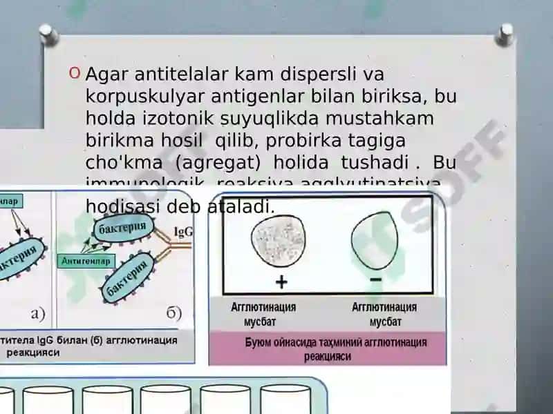 Serologik reaksiyalar. Vaktsina va immun zardoblar 6
