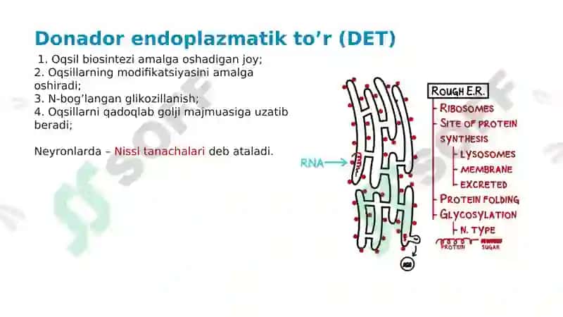 Organoidlar: Endoplazmatik to'r Golji apparati 6