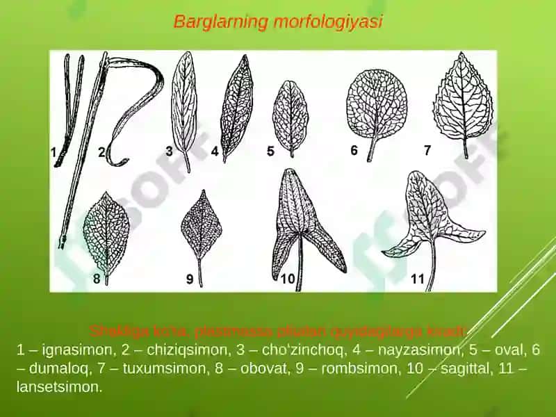 Bargning anatomik tuzilishi 6