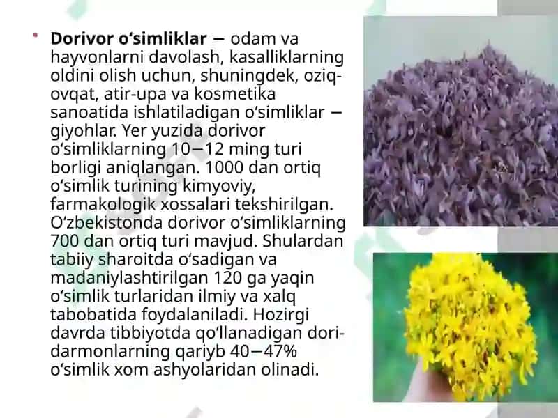O'zbekistondagi foydali o'simliklar 6