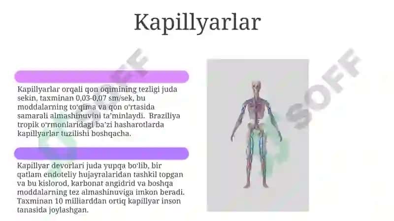 Umurtqali hayvonlarning qon aylanish sistemasi 6