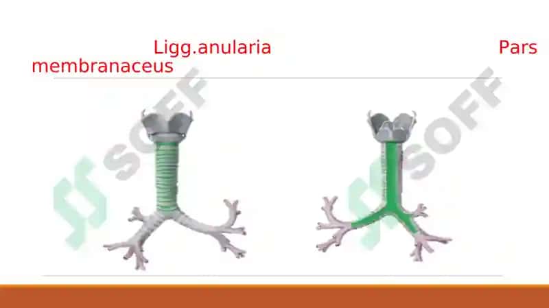 Nafas sistemasi 6