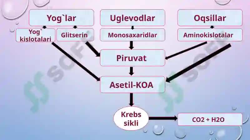 Katabolizmning umumiy  yo‘llari 6