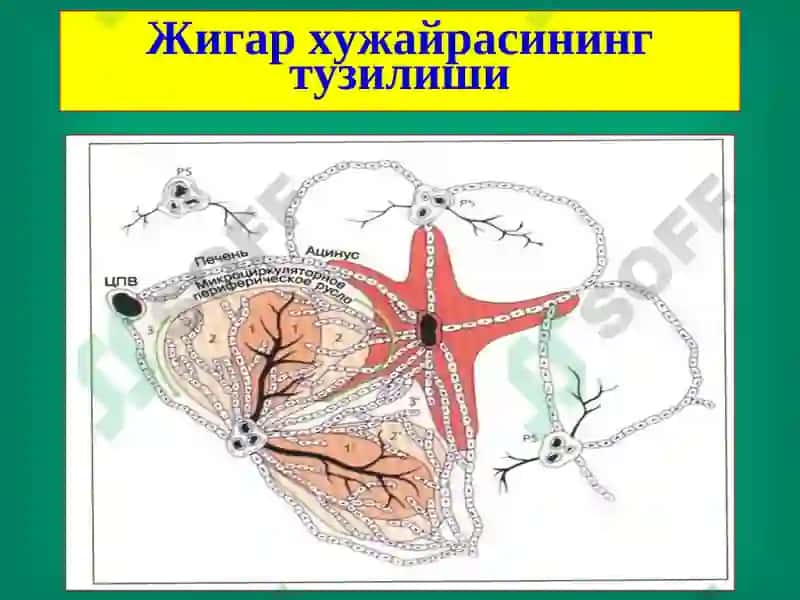 Жигар хирургик касалликлари 6