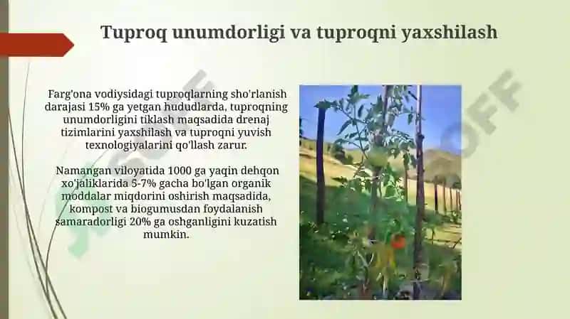 OʻZBEKISTON MEVA VA SABZAVOTCHLIK JAVOXIR 6
