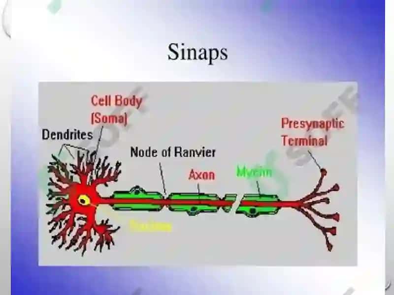 Sinapslar fiziologiyasi 6
