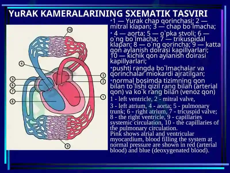 YURAK MITRALNUQSONLARI 6