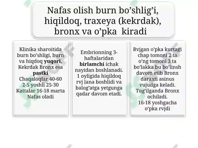 Nafas olish fiziologiyasi 6