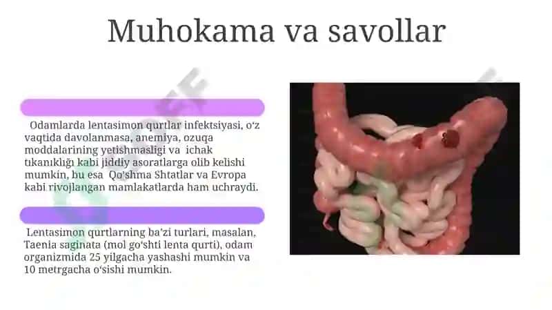 Tibbiy gelmintologiya: tasmasimon chuvachanglar 6