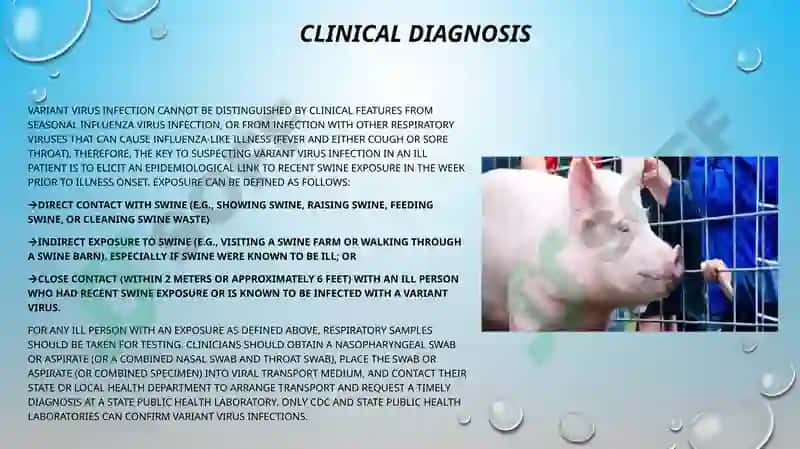 Swine and avian influenza and their current problems 6