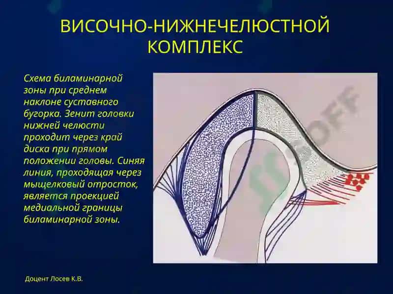 АНАТОМИЯ и биомеханика 6