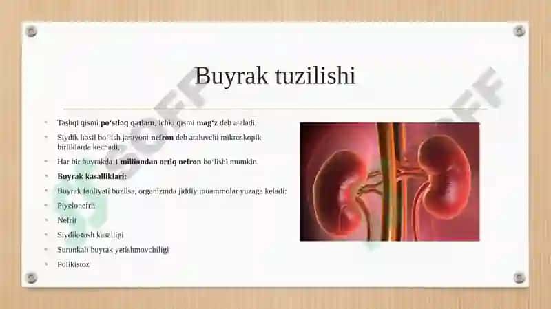 Buyrak haqida 6