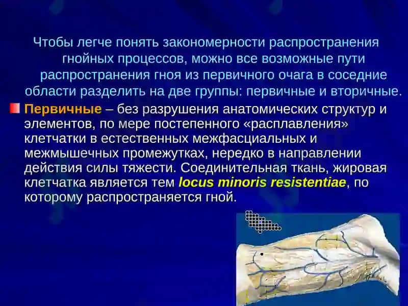 Клиническая анатомия (ОХТА) 6
